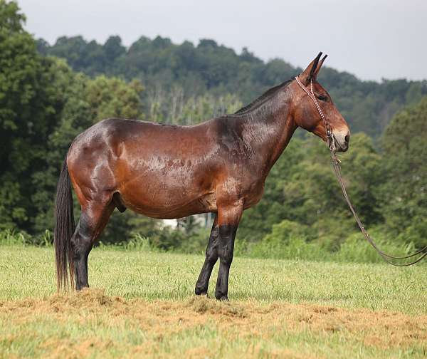 tennessee-walking-horse