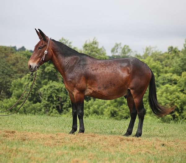 bay-none-horse