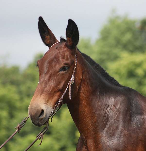 gaited-tennessee-walking-horse