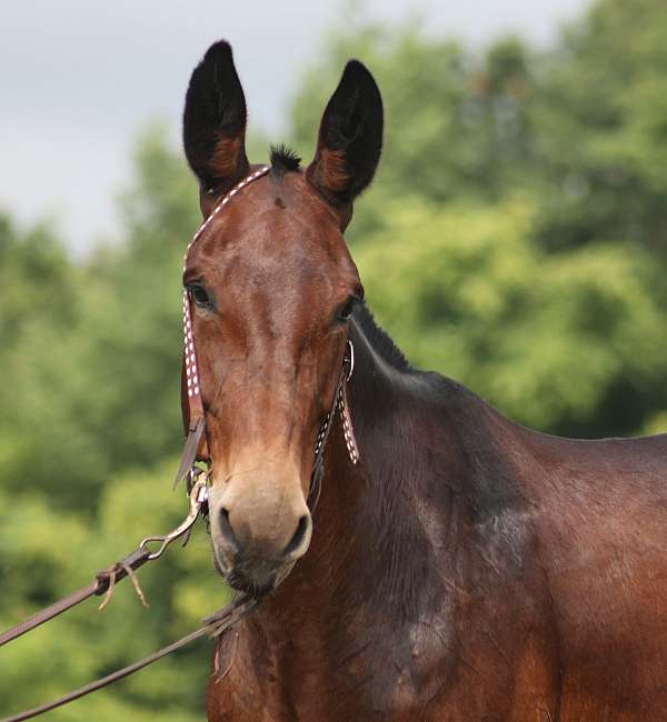 beginner-safe-tennessee-walking-horse