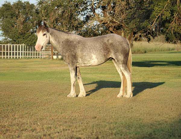 flemingsburg-gelding