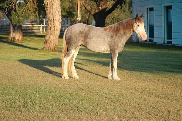 flemingsburg-horse