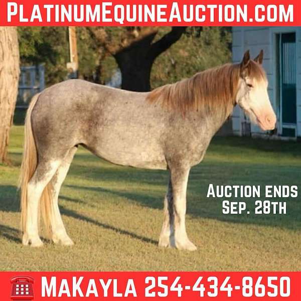 flemingsburg-quarter-horse
