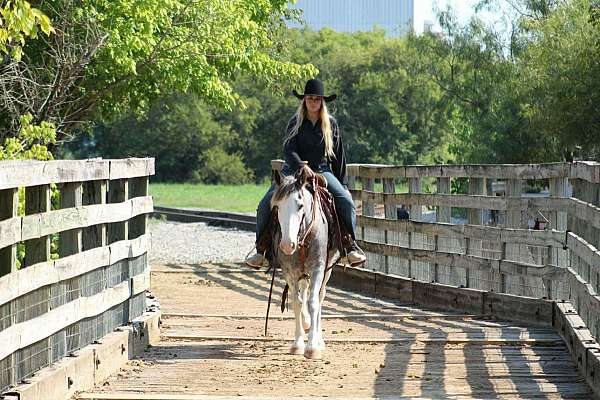 all-around-quarter-horse