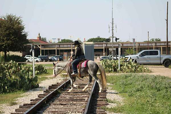all-quarter-horse