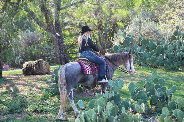 attention-quarter-horse