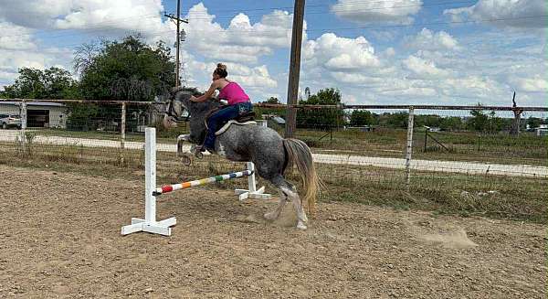 auction-quarter-horse