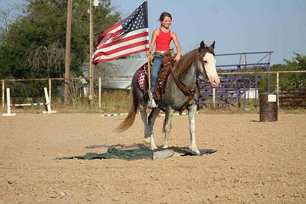 backs-up-quarter-horse