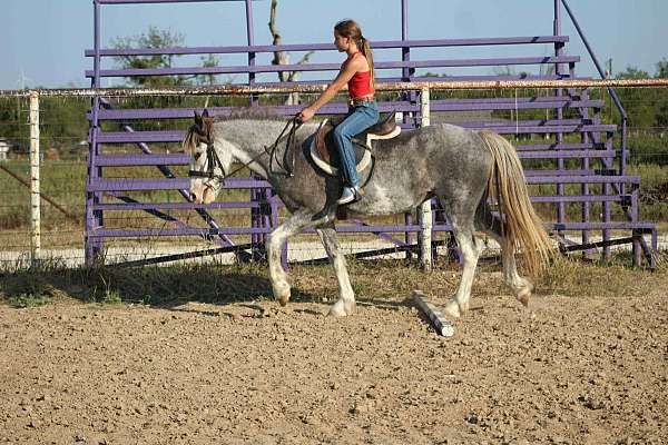 bathes-quarter-horse