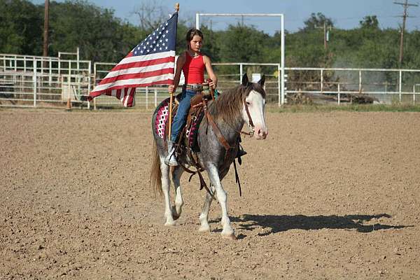been-shown-quarter-horse