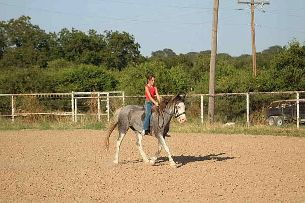 beginner-quarter-horse