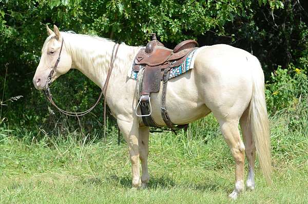 palomino-none-horse