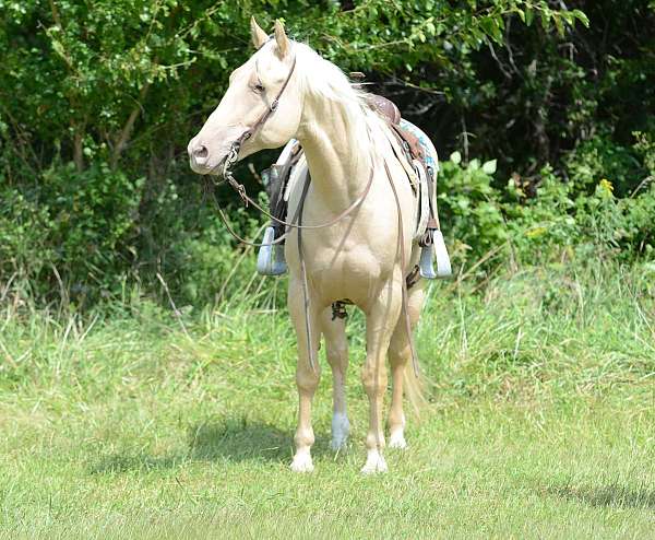 beginner-safe-quarter-horse