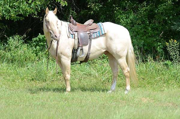 family-horse-quarter