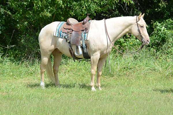 ranch-work-quarter-horse