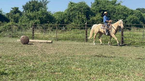 all-around-quarter-horse