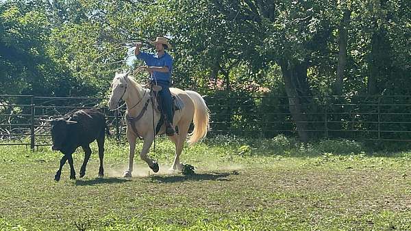 athletic-quarter-horse