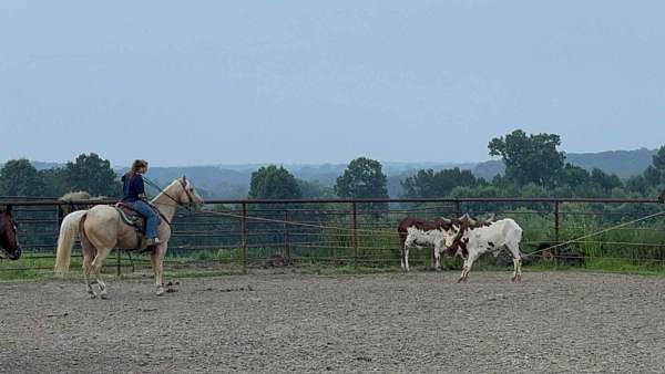 beginner-quarter-horse