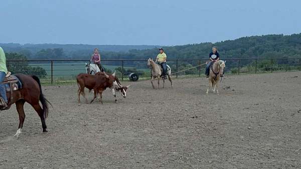 experienced-quarter-horse