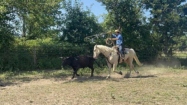 trail-quarter-horse