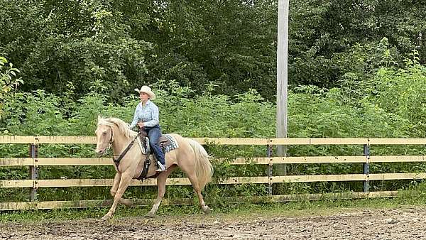 flashy-quarter-horse
