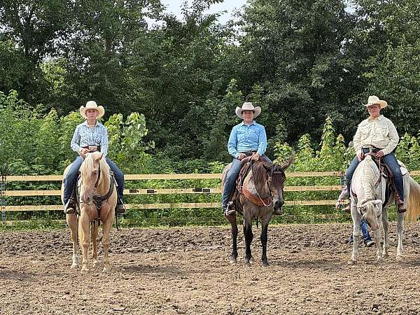 kid-safe-quarter-horse