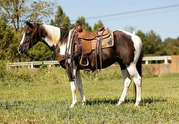 palomino-blaze-stockings-horse