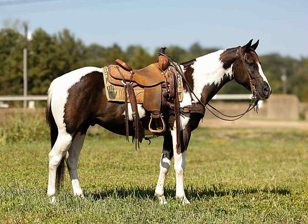 quarter-horse