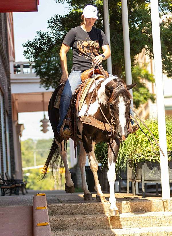 beginner-safe-quarter-horse