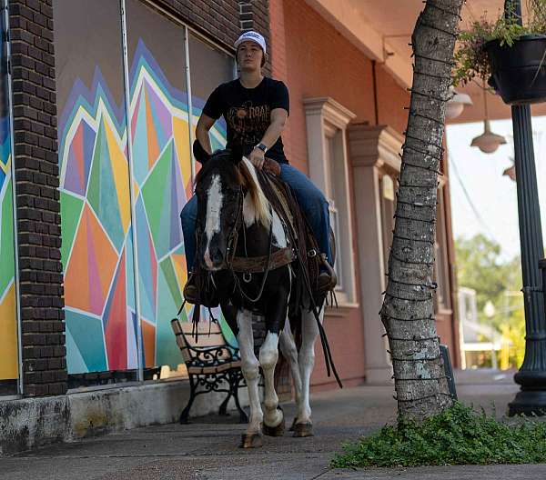 family-horse-quarter