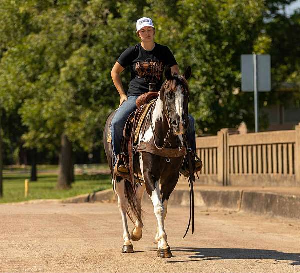 weaver-gelding