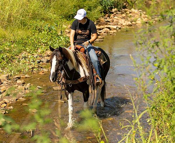 ability-quarter-horse