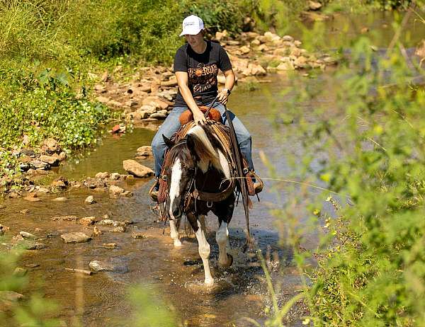 all-around-quarter-horse
