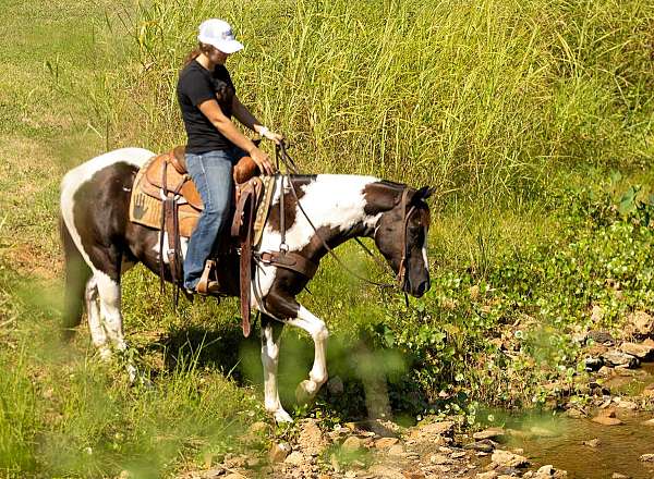 aqha-quarter-horse