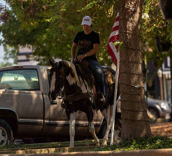 arena-quarter-horse