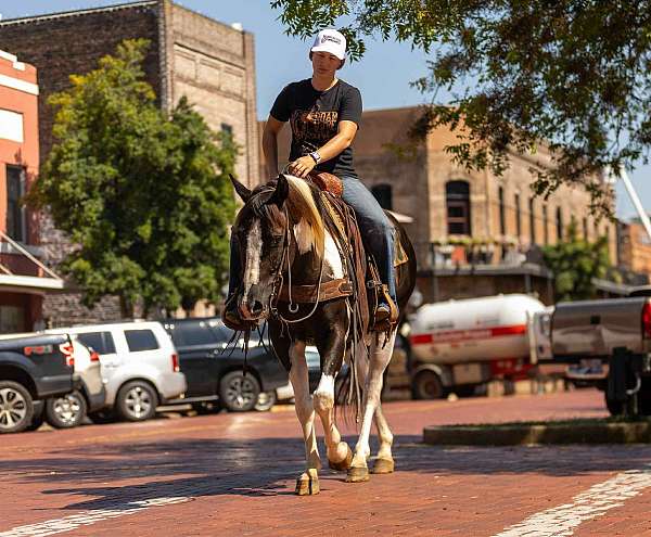 around-quarter-horse