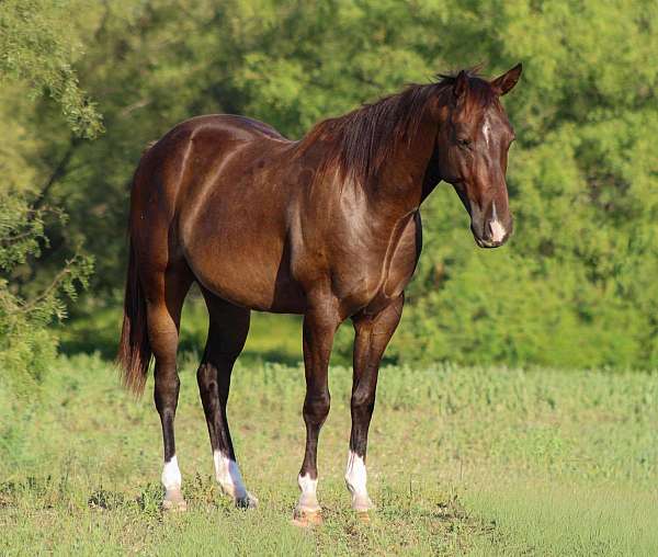 quarter-horse