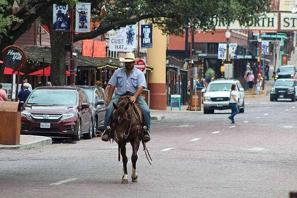 beginner-safe-quarter-horse