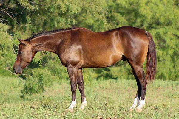 ranch-work-quarter-horse
