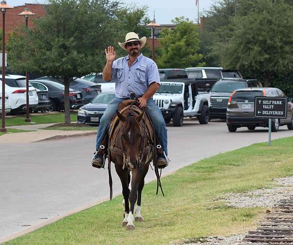 trail-quarter-horse
