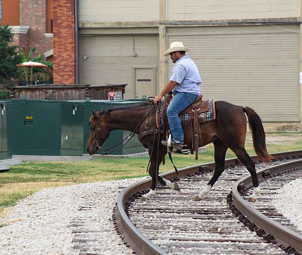 all-around-quarter-horse