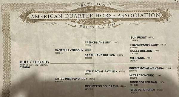 athletic-quarter-horse