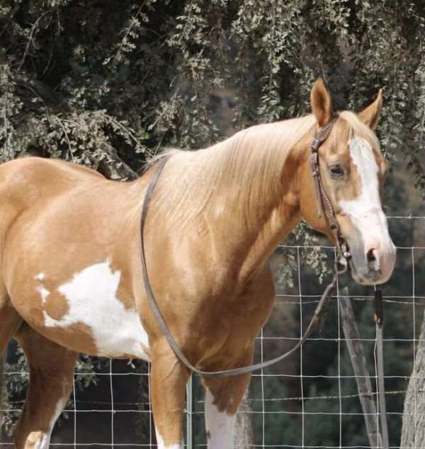 bay-none-horse