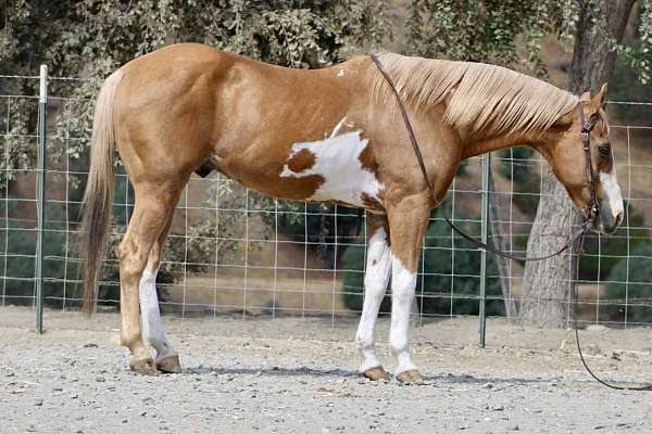 friesian-sport-horse