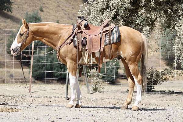 all-around-friesian-horse