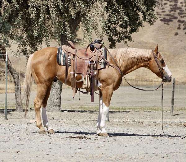athletic-friesian-horse