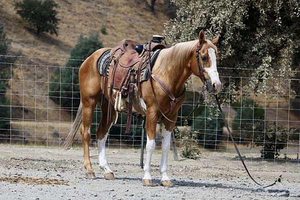 drive-friesian-horse