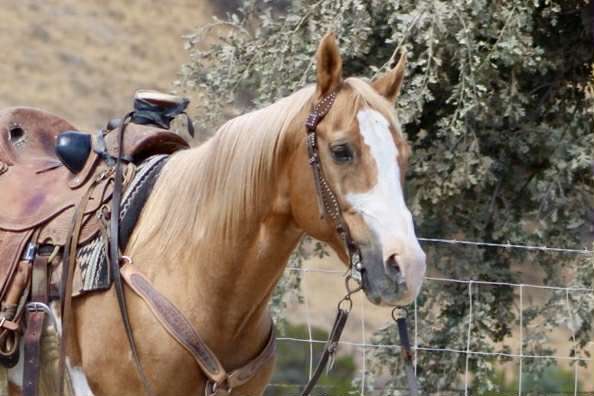 ranch-friesian-horse