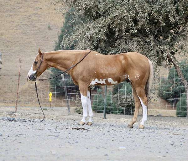 trail-friesian-horse