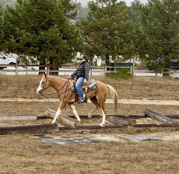 and-easy-to-handle-friesian-horse
